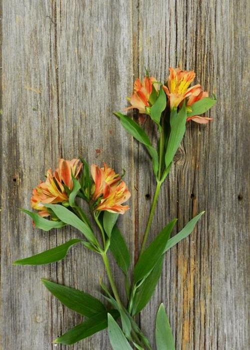 ORANGE QUEEN ALSTROEMERIA